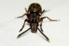 Anthribidae