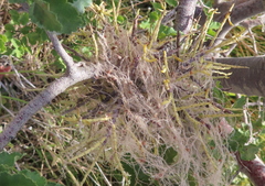 Misodendrum punctulatum