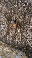Loxosceles yucatana