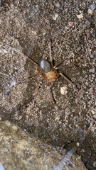 Loxosceles yucatana
