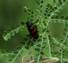 Hycleus biundulatus