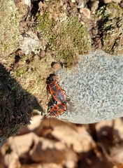 Pyrrhocoris apterus