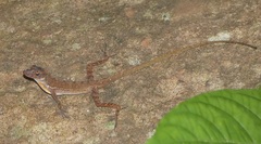 Anolis osa
