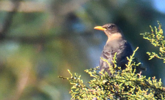 Turdus rufitorques