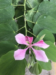 Bauhinia monandra