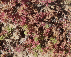 Quinchamalium chilense