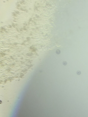 Psathyrella saccharinophila