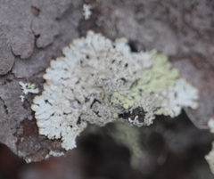 Parmeliopsis hyperopta