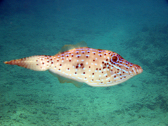Scrawled Filefish photo 2