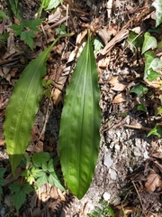 Cremastra appendiculata