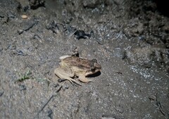 Leptodactylus leptodactyloides