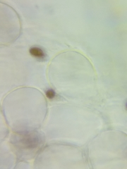 Psathyrella saccharinophila