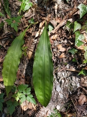 Cremastra appendiculata