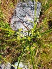 Cyperus eragrostis