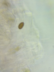 Psathyrella saccharinophila