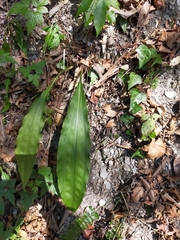 Cremastra appendiculata