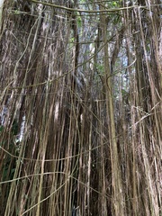 Ficus citrifolia