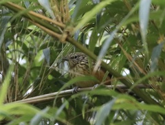 Drymophila striaticeps