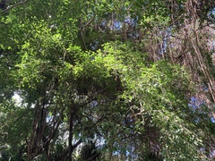 Ficus citrifolia