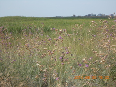 Centaurea scabiosa adpressa