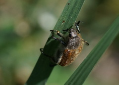 Chaetopteroplia segetum