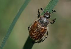 Chaetopteroplia segetum