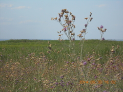 Centaurea scabiosa adpressa