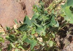 Lathyrus magellanicus