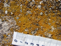 Flavoplaca