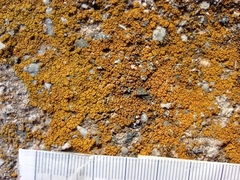 Flavoplaca
