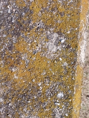 Flavoplaca