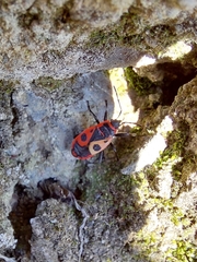 Pyrrhocoris apterus