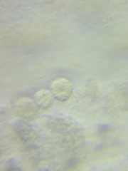 Psathyrella saccharinophila