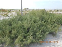 Tamarix