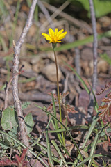 Microseris nutans