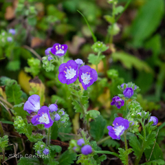Phacelia patuliflora