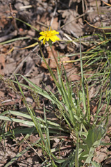 Microseris nutans