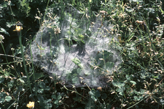 Agelena labyrinthica