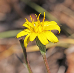 Microseris nutans