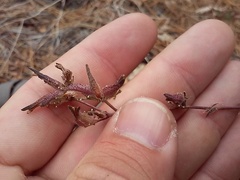 Cordylanthus nevinii