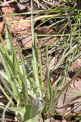Microseris nutans