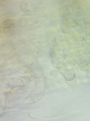 Psathyrella saccharinophila