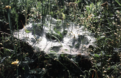 Agelena labyrinthica