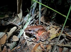 Leptodactylus pentadactylus