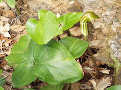 Arisarum vulgare