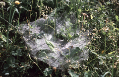 Agelena labyrinthica