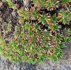 Azorella monantha