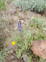 Lupinus sparsiflorus