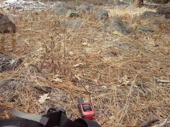 Cordylanthus nevinii