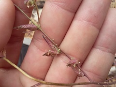 Cordylanthus nevinii